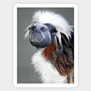 Cotton-top Tamarin Sticker